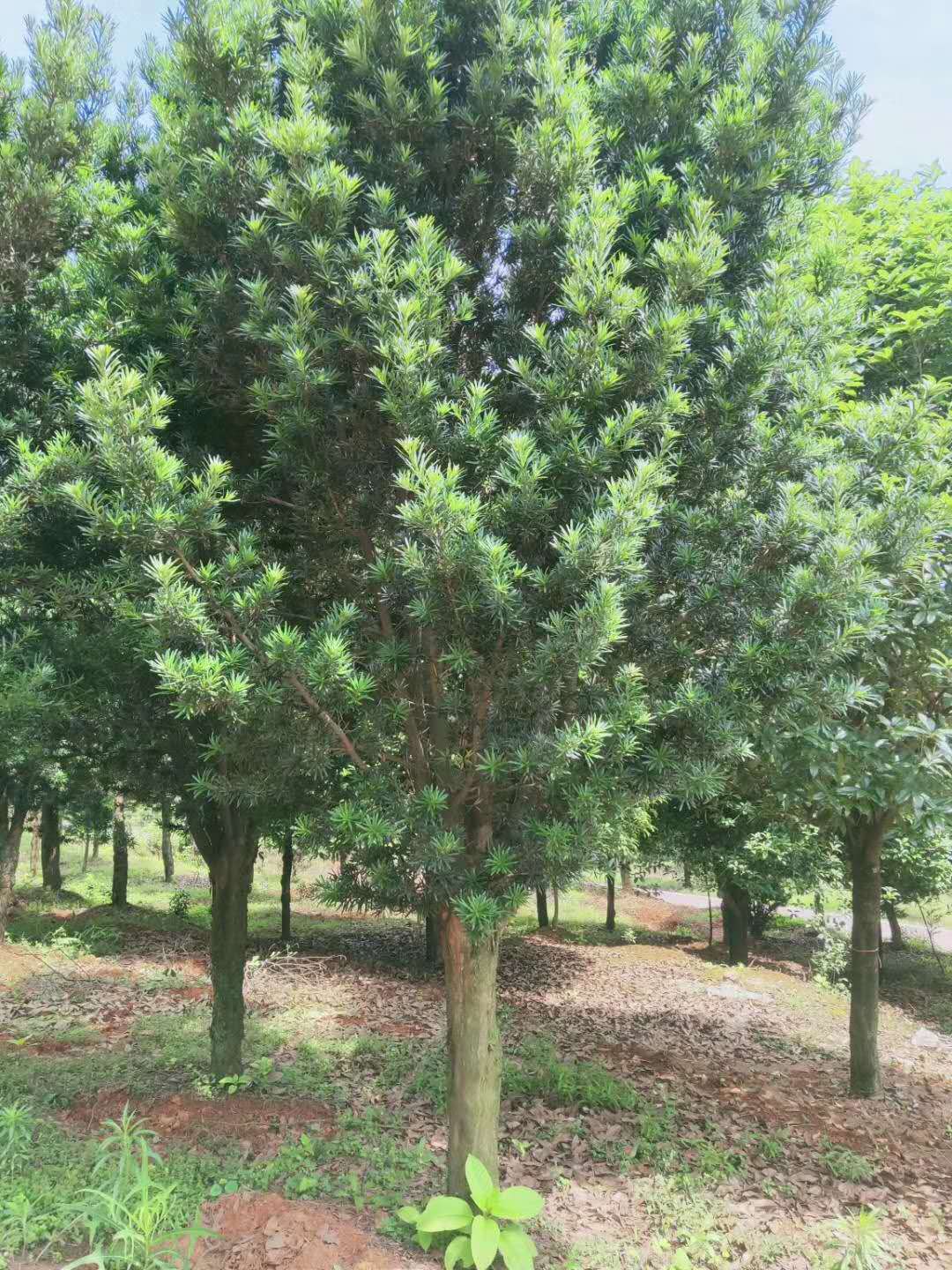 罗汉松树